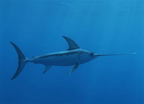 Mediterranean swordfish on the verge of collapse: WWF raises the alarm | WWF