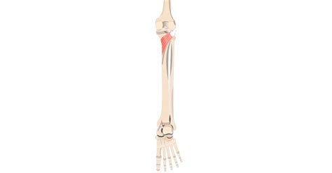 Popliteus Muscle - Attachments, Actions & Innervation