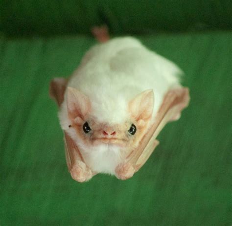 Northern Ghost Bat - Grumpy Bat | Bat species, Cute bat, Animals