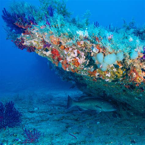 Marine & Coastal Ecosystems | Coastal Studies Institute