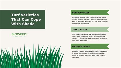 Identifying The Best Grass For Shade