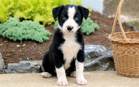 Are Border Collies Mix