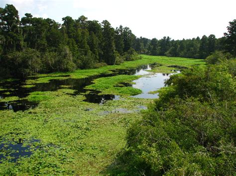 Lettuce-Lake-Park-Tampa-FL-071