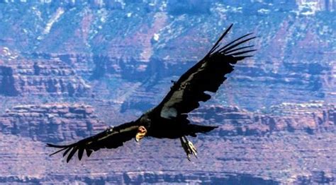 Life Cycle – California Condors