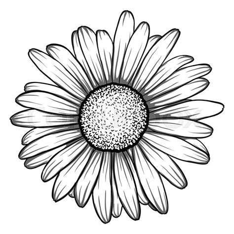 Beautiful monochrome, black and white daisy flower isolated. for greeting cards and invitations ...