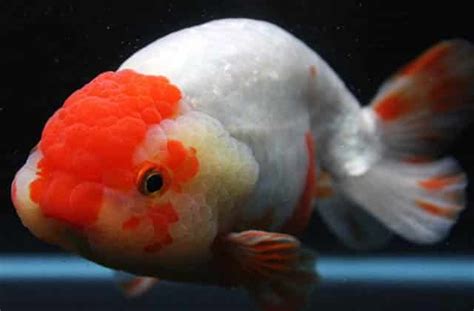 Lionhead goldfish - All About The Lionhead Goldfish