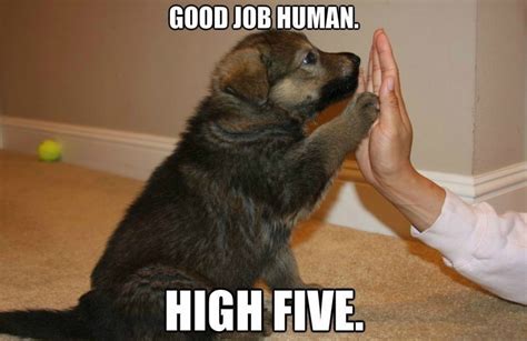 High Five Dog Meme