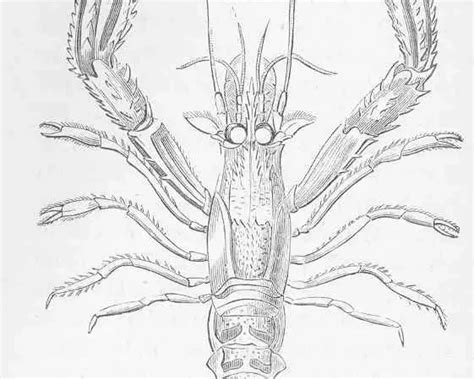 Nephrops norvegicus - Facts, Diet, Habitat & Pictures on Animalia.bio