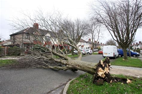 Mitigating Wind Damage in Storms | First Freedom Preservation