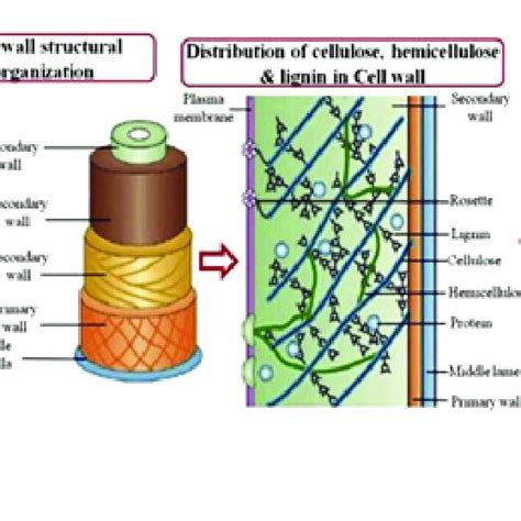 Microwave-Assisted Pyrolysis for Coconut-Shell Based Pyroligneous Acid ...