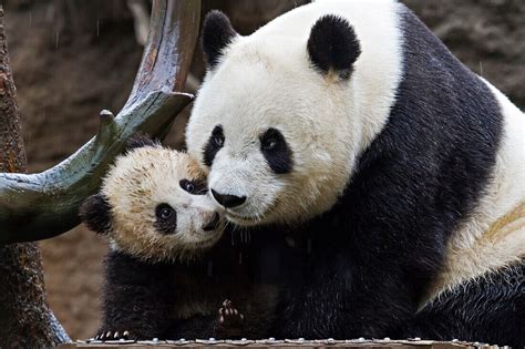 Giant Panda cub and its mother showing … – License image – 71138299 ...