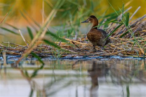 American Porron or Aythya Americana, is a Species of Anseriform Bird in the Anatinae Family ...