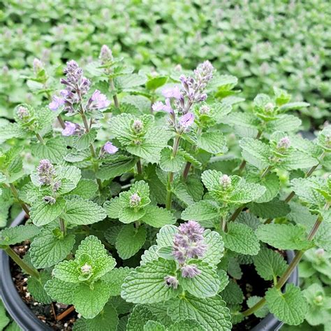 Nepeta ‘Cat’s Pajamas’ (Catmint) - Cavano's Perennials