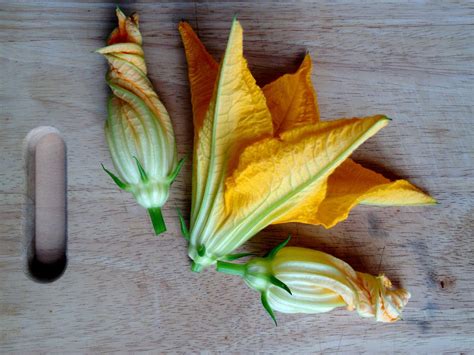 Courgette flowers for lunch :b - Friendly NettleFriendly Nettle