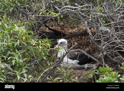 Nesting Laysan albatross at Kaena Point, Oahu Stock Photo - Alamy