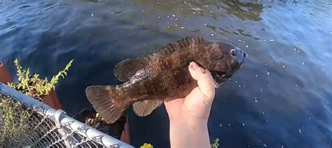 The Ultimate Guide to Tautog Fish: Habits, Habitat, and More