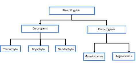 What Is Plant Kingdom: Definition, Classification, Types of Phylum Biology Plants, Sequoia ...