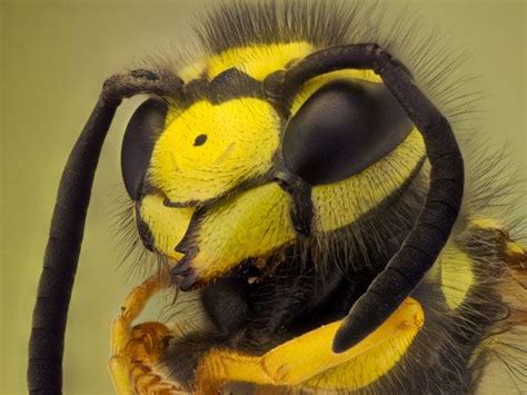 "Zombie bees" sound like the premise of a bad B-movie (couldn't resist) — but they're real ...