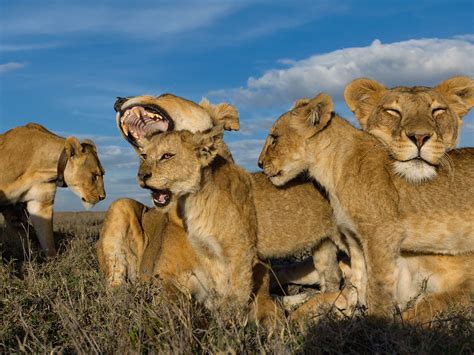 Serengeti Lions | World lion day, Lion pictures, Lion pride