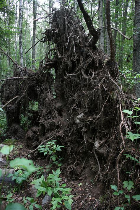 Roots of a fallen tree by deadenddoll-stock on DeviantArt