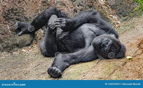 A Silverback Gorilla Sleeping Stock Image - Image of king, bush: 143470953