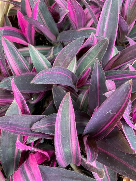 Tradescantia Variegated Purple Hearts tradescantia pallida | Etsy