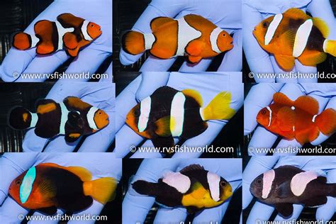 Parade of Pure Perfect Wild Clownfish from Papua New Guinea | Reef Builders | The Reef and ...