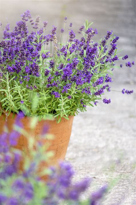 Best Shrubs For Containers — 6 Plants That Experts Recommend | Livingetc