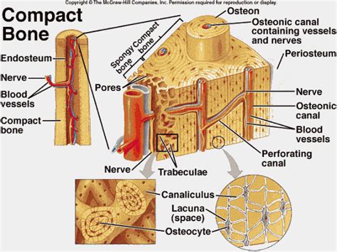 osteocytes | Human anatomy and physiology, Anatomy and physiology, Anatomy