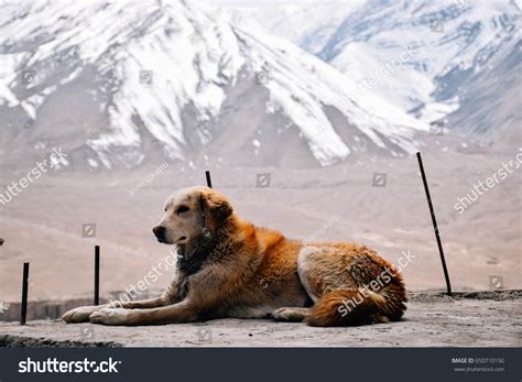 596 Himalayan dog Images, Stock Photos & Vectors | Shutterstock