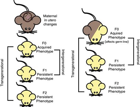 Intergenerational versus transgenerational inheritance. Epigenetic... | Download Scientific Diagram