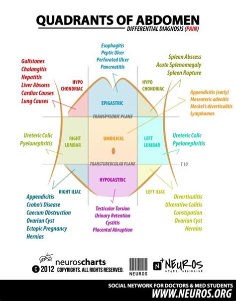 Anatomy Quadrants Of The Abdomen / Abdominal Regions | Med Health Daily ...