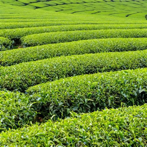 Premium Photo | Tea plantation