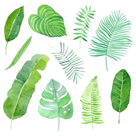 watercolor tropical leaves set 377207 Vector Art at Vecteezy