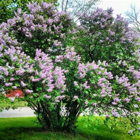 Lilac tree | Gardening | Pinterest | Trees, Lilac tree and Lilacs