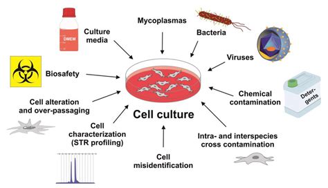 Types Of Tissue Cultures - Focus Dentistry