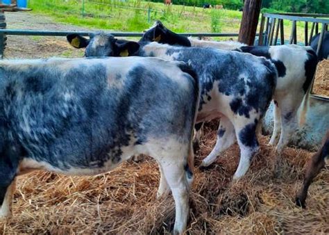 Belgium Blue Cattle For Sale | SellMyLivestock - The Online Livestock Marketplace