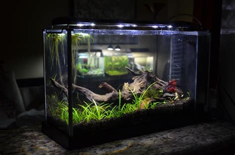 Fluval Spec V Planted Tank - Aquascape Ideas