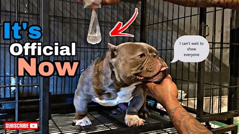 THE Nano Bully Breeding Everyone Been Waiting For . - YouTube