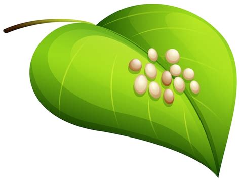 Silkworm eggs on leaf | Free Vector