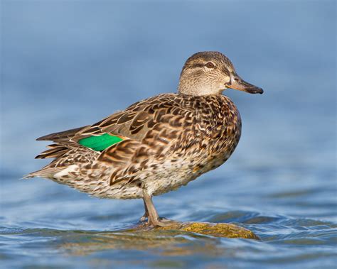 Zenfolio | Feather Light Photography | Green-winged Teal | Green-winged Teal, female