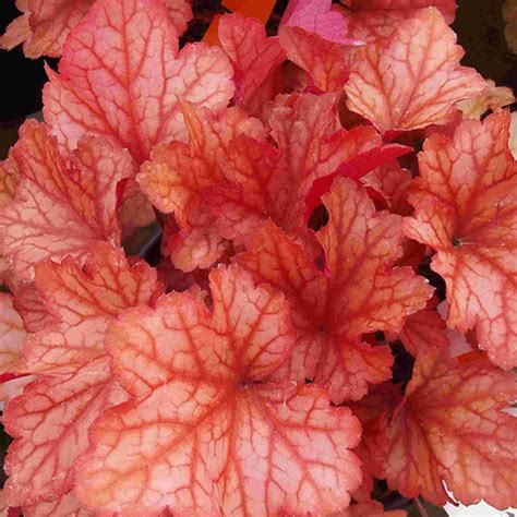 Heuchera Paprika | potplantheavenperth