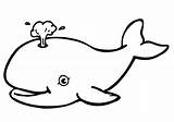 Baby Beluga Coloring Page sketch template