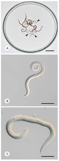 Pathogens | Free Full-Text | An Overview of Angiostrongylus cantonensis ...