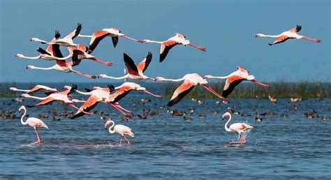 Kanwar Lake: Exploring Asia's Largest Freshwater Oxbow Lake - Blissful Bihar