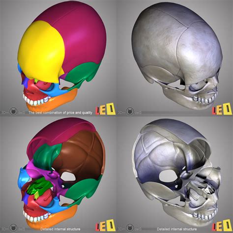 3d model human skull bones 4