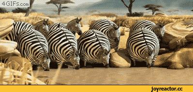 GIF zebra - animated GIF on GIFER