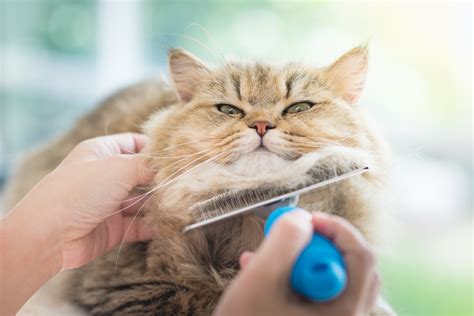 Cat Dandruff: Why Your Cat Has It & How To Get Rid Of It