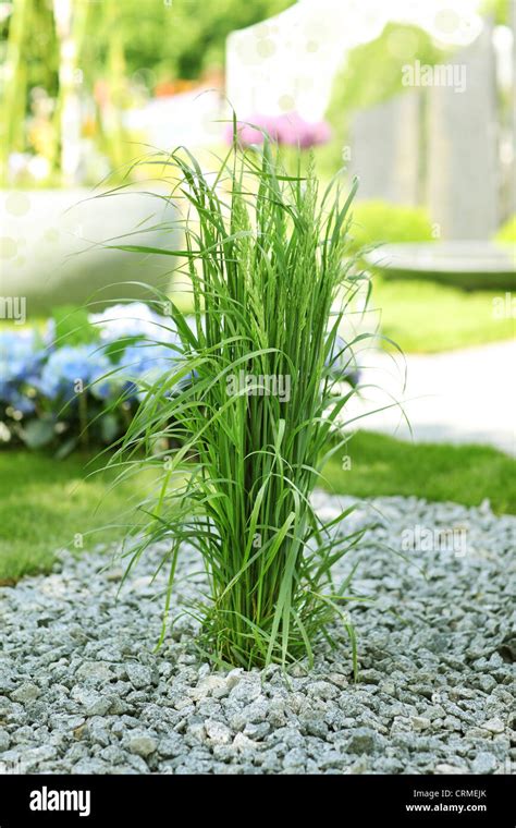 Ornamental grass in rock garden Stock Photo - Alamy