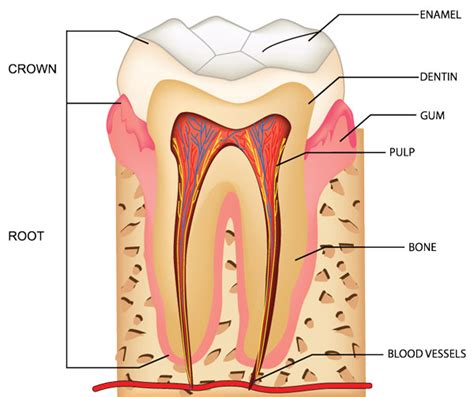 What’s the Big Deal about Dental Pulp? – Gregorin Dental | Anchorage AK leading family dental office